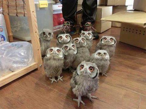 Owl_Party